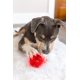 thumbnail image 3 of Juguete para perros Pet Qwerks Blinky Babble Ball – Tamaño grande, 3 of 5