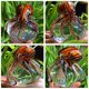 thumbnail image 5 of Figura decorativa de pulpo de cristal EUSTUMA para pecera y acuario, 5 of 7