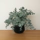 thumbnail image 2 of Planta Artificial Dichondra 20x9 cm, 2 of 3