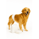 thumbnail image 1 of 12 Pañales Para Perros Pañales Para Perro Pañales Gato Xl, 1 of 2