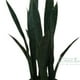 thumbnail image 2 of Planta Decorativa Sanseviera Verde 60 cm, 2 of 3