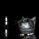thumbnail image 3 of 8 collares de liberación rápida para gatos, 3 of 5