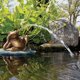 thumbnail image 1 of Fuente de Rana Perezosa sobre Nenúfar – Aquascape 78311, 1 of 4