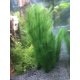 thumbnail image 3 of Planta artificial BEGONDIS 30 x 17 cm, juego de 3, tela de seda, 3 of 8