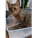 thumbnail image 4 of Arena Gato Bentonita Premium 4 Kg Dog Republic, 4 of 5