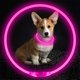 thumbnail image 3 of Collar LED para perros BSEEN, recargable por USB, para perros pequeños, medianos y grandes, 3 of 8