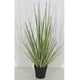 thumbnail image 2 of Planta Decorativa Pasto Cebolla Verde 53 cm, 2 of 2