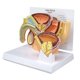 thumbnail image 1 of Modelo de pelvis masculina GPI Anatomicals con inserto de hiperplasia prostática benigna (HPB), 1 of 6