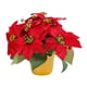 thumbnail image 3 of Planta De Poinsettia Roja Artificial De Navidad De Poinsettia Roja En Maceta Para Mesa, 3 of 5