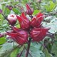 thumbnail image 2 of JINQI Té de Hibisco (Rosa de Jamaica) 80 g, 2 of 9