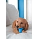 thumbnail image 2 of Juguete masticable Nylabone Dental Dinosaur Puppy Power para cachorros, 2 of 9