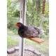 thumbnail image 4 of Columpio para gallineros, accesorio de madera natural y seguro. Escalera grande y duradera para perchas, ideal para gallineros, gallinas, pollitos, loros, guacamayos y otros animales. Entretenimiento, 4 of 5