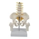 thumbnail image 1 of Pelvis Humana Con Huesos De Pelvis Y Piernas, 5 Piezas Ensambladas, Columna Lumbar Mediana, 1 of 5