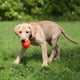 thumbnail image 4 of Juguete para perros Ruff Dawg Cube Medium 2.5, goma indestructible, 4 of 8