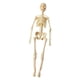 thumbnail image 2 of Human Body Model Display Education Tool Biología Humana Para La Educación En El Hogar 8+ Esqueleto, 2 of 5