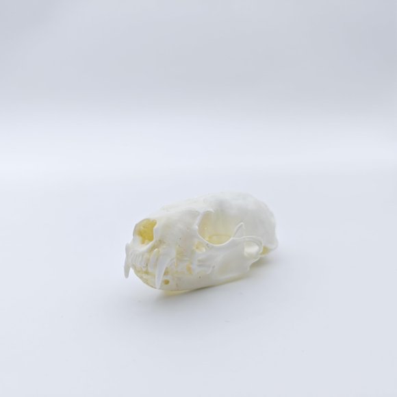 Cráneo de Nutria ZONYANSO 6,5 × 2,5 × 3 cm
