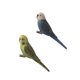 thumbnail image 1 of 2 piezas miniatura animales aves modelo estatuilla estatua Scupltue juguete loro, 1 of 5