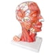 thumbnail image 2 of Cabeza anatómica modelo EVOTECH, media cabeza humana con musculatura, 2 of 8