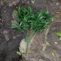 Vadell Home - Hierba Hoja Puntiaguda Verde, Rama Decorativa De 40 Cm Con Protección Uv