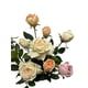 thumbnail image 2 of Arreglo De Rosas 85cm (sin Macetero), 2 of 3
