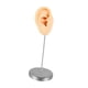 thumbnail image 5 of Accesorio De Exhibición De Joyas Para Aretes, Fotos, Modelo De Oreja De Silicona Para Práctica De Perforación, Piel Derecha, 5 of 5