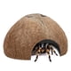 thumbnail image 1 of Refugio para reptiles Niteangel 13 cm Pack de 2 Natural, 1 of 6