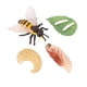 thumbnail image 3 of Ciclo De Vida De Los Juguetes De Abejas, Materiales Didácticos, Rompecabezas, Juego De Ciclo De Crecimiento Animal, 3 of 5