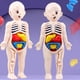 thumbnail image 4 of Kid Montessori 3D Puzzle, Human Body Anatomy Model Educational Learning Organ Assembled Toy, Body Organ Teaching Tool For Children, 4 of 4