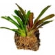 thumbnail image 3 of Sphagnum Moss besgrow Premium New Zealand 100 g (8 L hidratado), 3 of 5