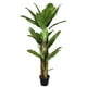thumbnail image 2 of Banano de 190 cm, 4 troncos y 28 hojas, 2 of 2
