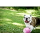 thumbnail image 2 of Pelota Jolly Pets Bounce-n-Play 15 cm Rosa Mediana, 2 of 2