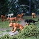 thumbnail image 2 of Set de minifiguritas Safari Ltd. Big Cats TOOB 9 piezas para niños a partir de 3 años, 2 of 6