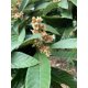thumbnail image 2 of Té Green Acre Herbs & Teas - Hojas sueltas de níspero, 2 of 4
