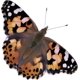 thumbnail image 5 of Repuesto de orugas vivas Insect Lore para mariposas Painted Lady, 5 of 8