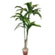 thumbnail image 1 of Árbol Dracena 120cm, 1 of 3