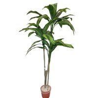 Corel - Árbol Dracena 120Cm