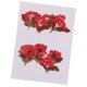 thumbnail image 4 of Flor seca natural real de 10 pedazos de la flor roja presionada para la fabricación de la joyería, 4 of 5