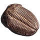 thumbnail image 4 of Kit de Fósiles ARTMOLDS: Trilobita y Caracol – Moldeo de Látex, 4 of 6