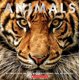 thumbnail image 1 of Libro Scholastic Animales: Testigos de la Vida Salvaje, 1 of 1