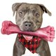 thumbnail image 1 of Juguete masticable para perros, de nailon indestructible para cachorros, para masticadores agresivos, 1 of 7