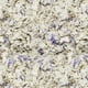 thumbnail image 4 of Ropa de cama Kaytee Clean & Cozy Lavender de 49,2 litros para mascotas pequeñas, 4 of 7