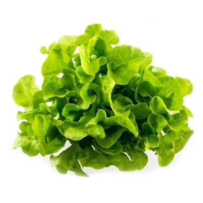 Lechuga Hoja De Roble Verde Hidroponica Bolsa 1 Un