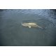 thumbnail image 2 of Señuelo de Pesca Yum Lures Dinger Gusano 5in Paquete de 100, 2 of 3
