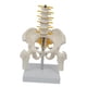 thumbnail image 5 of Pelvis Humana Con Huesos De Pelvis Y Piernas, 5 Piezas Ensambladas, Columna Lumbar Mediana, 5 of 5