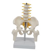 Ioensy - Pelvis Humana Con Huesos De Pelvis Y Piernas, 5 Piezas Ensambladas, Columna Lumbar Mediana