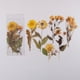 thumbnail image 1 of 6pcs/pack Flower Shop Series Decorative Stickers - Perfect for Scrapbooking, Labeling, Diary Albums & More!, 1 of 5