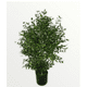 thumbnail image 1 of Arbusto Boj 76cm Artificial, 1 of 2
