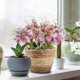 thumbnail image 3 of Xiao Hua Paquete de 6 Ramos de Margaritas Artificiales de Flores Silvestres para Exteriores, Decoración de Flores Resistente a los Rayos UV, Planta de Flores Silvestres de Seda a Granel, Usada para, 3 of 4
