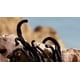 thumbnail image 3 of Dolce&Gabbana Q Parfum Eau de Parfum en spray 30 ml, 3 of 5