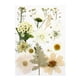 thumbnail image 2 of 1 Bolsa De Flores Prensadas Secas, Hojas Secas De Pétalos Reales Para Manualidades, Calcomanía Blanca, 2 of 5